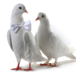 Wedding doves London